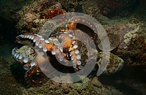 pair of day octopuses fighting with their tentacles after copulation in the coral reefs of watamu marine park, kenya