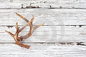 Pair of Deer Antlers on White Table