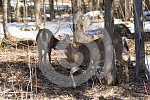Pair of deer in Awenda Provincial Park
