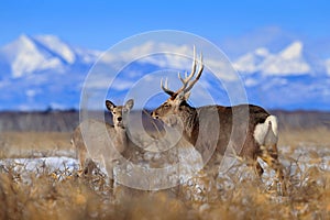 Pair of deer. Hokkaido sika deer, Cervus nippon yesoensis, in the snow meadow. Winter mountains and forest in the background.