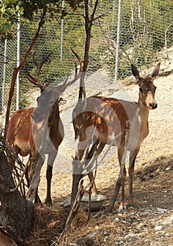 A pair of deer stand in the shade under a tree