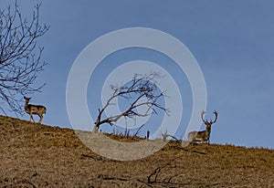 A pair of deers on a hill and a lone tree and brown green field