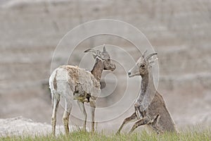 A Pair of Desert Bighorn Sheep Playing in the Badlands