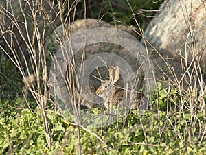 Two Desert Cottontail Rabbits Sylvilagus audubonii in the Meadow photo