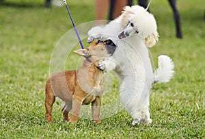 A pair of different breed pedigree playful puppy dogs playing together