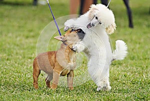 A pair of different breed pedigree playful puppy dogs playing together photo