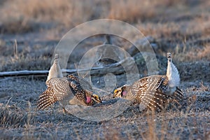 Pair of displaying Sharp-Tailed Grouse, Tympanuchus phasianellus