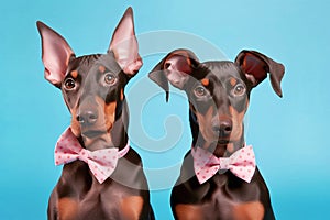 Pair of Dobermann dogs with bowties on pastel blue background