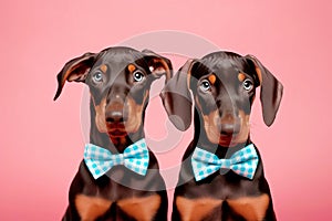 Pair of Dobermann dogs with bowties on pastel pink background