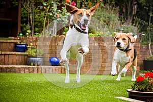 Pair of Dogs Having Fun Running