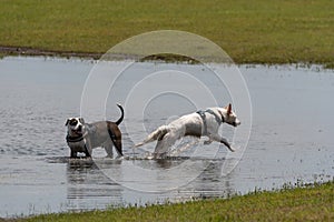 A pair of dogs playing in a puddle near the shore of a lake