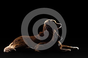 A pair of dogs recline in silhouette against a pitch-black backdrop