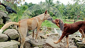a pair of dogs sniffing each other