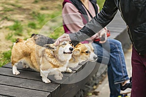 Pair of dogs, Welsh Corgi on park bench, caressing people passing by. Friendship between man and dog