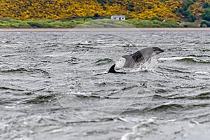 A pair of dolphins frolick in the Moray Firth off  Chanonry Point, Scotland