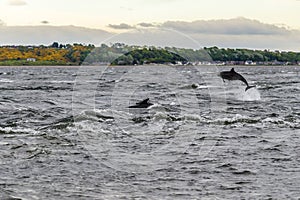 A pair of dolphins playing in the Moray Firth off  Chanonry Point, Scotland