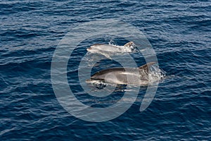 Pair of dolphins playing and swimming on sea surface to breath.