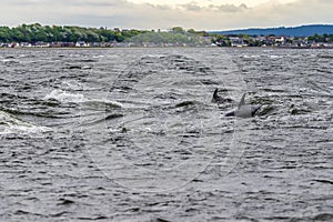 A pair of dolphins swimming offshore in the Moray Firth off  Chanonry Point, Scotland