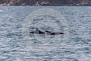 pair of dolphins swimming in Vigo bay
