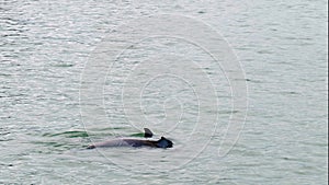 A pair of dolphins swimming in the water at Port Aransas, Texas.