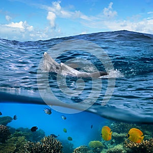 Pair of dolphins swimming on wave