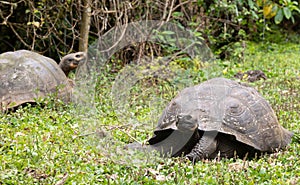 Pair of domed Galapagos Giant Tortoise grazing on grass in wooded landscape