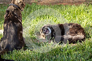 A pair of domestic cats disputing the rights to a napping spot.