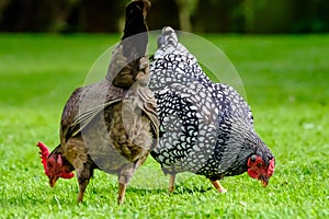 Pair of domestic chickens seen feeding in a summer garden.