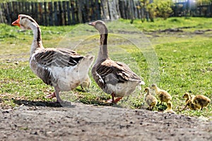 A pair of domestic geese with goslings for a walk