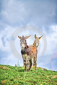 Pair of donkeys in a meadow