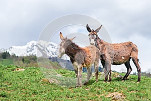 Pair of donkeys in a mountain meadow