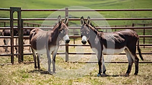 Pair of Donkeys in Pastoral Enclosure. Concept Donkey Companions, Pastoral Setting, Animal Farm