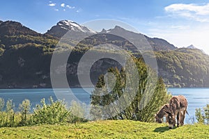 Pair of donkeys and spring alpine landscape