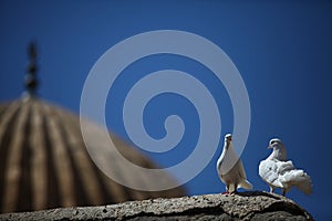 Pair of doves on wall