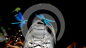 A pair of dragonflies Beautiful Demoiselle landing for a hiking boots