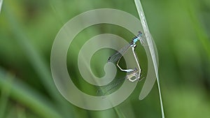 Pair of dragonflies on the blade of grass