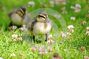 Pair of Ducklings Waddling Through Grass