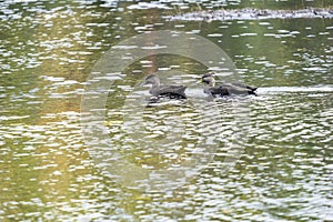 A Pair of Ducks in Beaver Pond, Algonquin Park