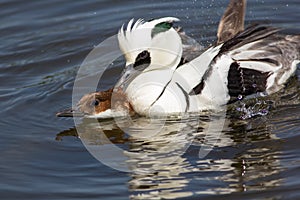 Pair of ducks copulating. Male and female smew birds having sex