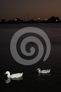 Pair of ducks on the eagle pass lake at night photo