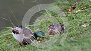 A pair of ducks eats grass