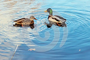 A pair of ducks are flying in the river