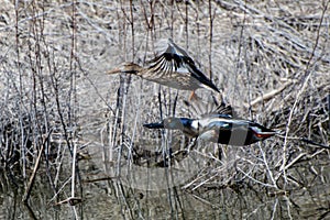 Pair of Ducks