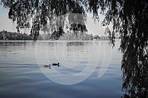 Pair of ducks on the lake