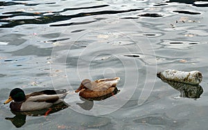 A pair of ducks, a male and a female, flee from a plastic bottle.