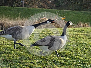 Pair of Geese at Parc Floral de Vincennes - France photo