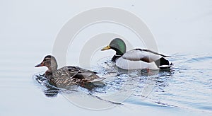 a pair of ducks on the river, a male and a female duck on the water, a pair of water birds