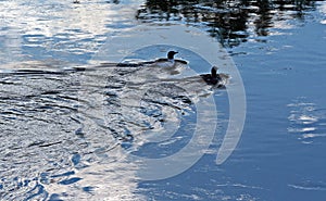 Pair of Ducks swimming in the Bighorn River near Thermopolis Wyoming