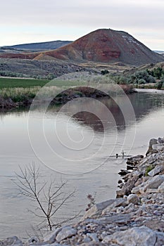 Pair of Ducks swimming in the Bighorn River near Thermopolis Wyoming