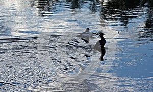 Pair of Ducks swimming in the Bighorn River near Thermopolis Wyoming